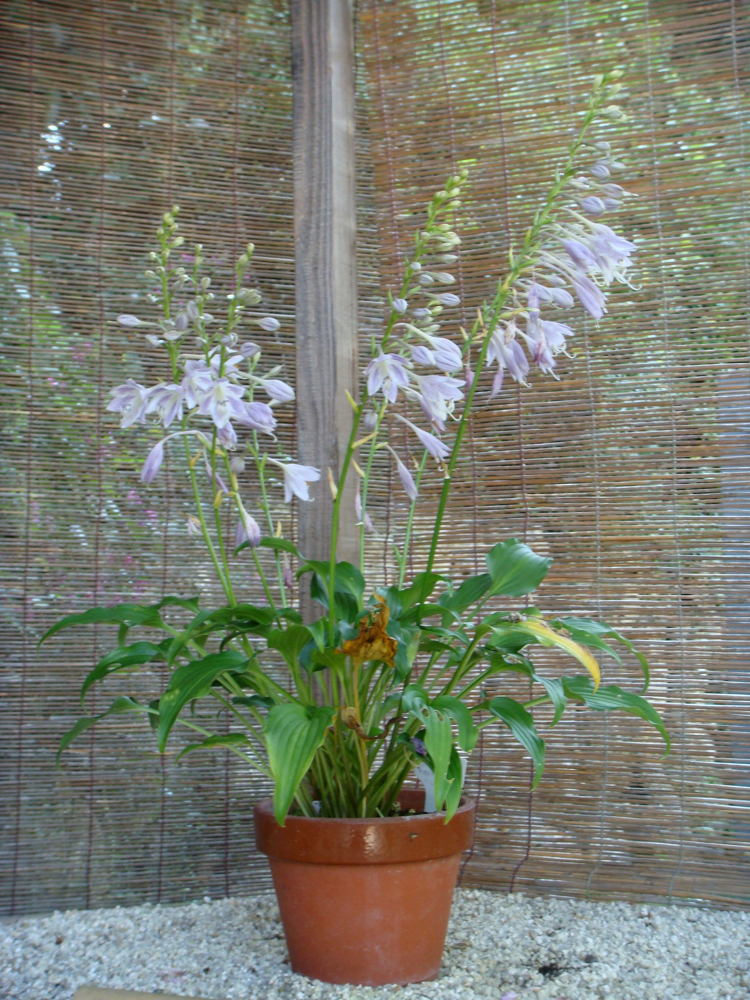 Hosta gracillima F. Maekawa